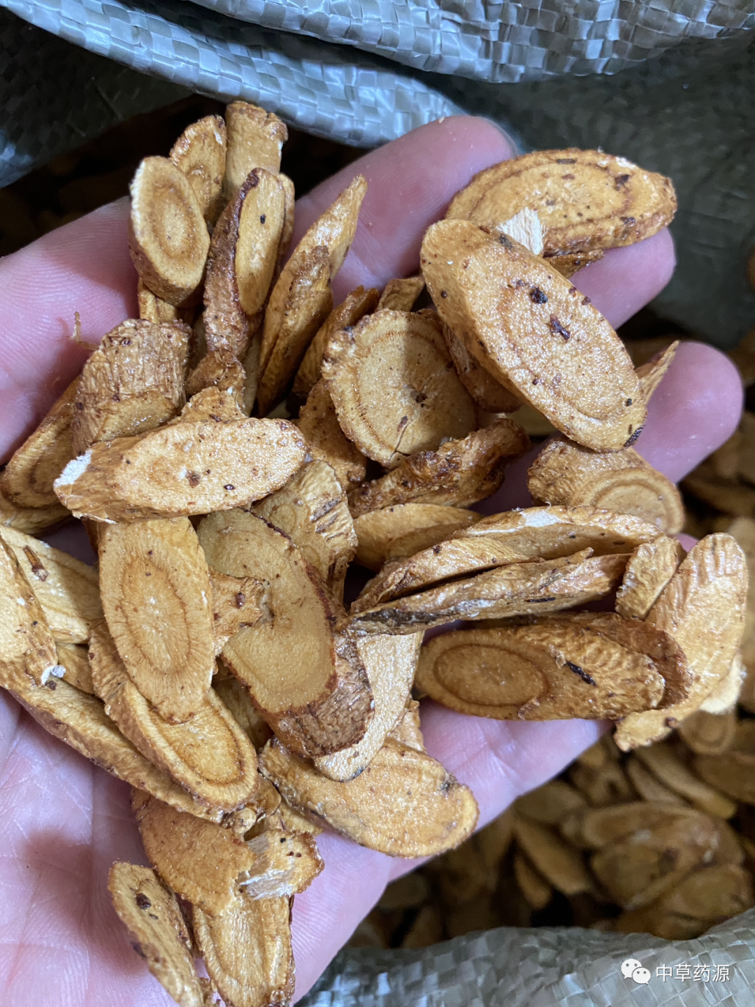 Appreciation of Traditional Chinese Medicine: Huangqi (Astragalus Root)