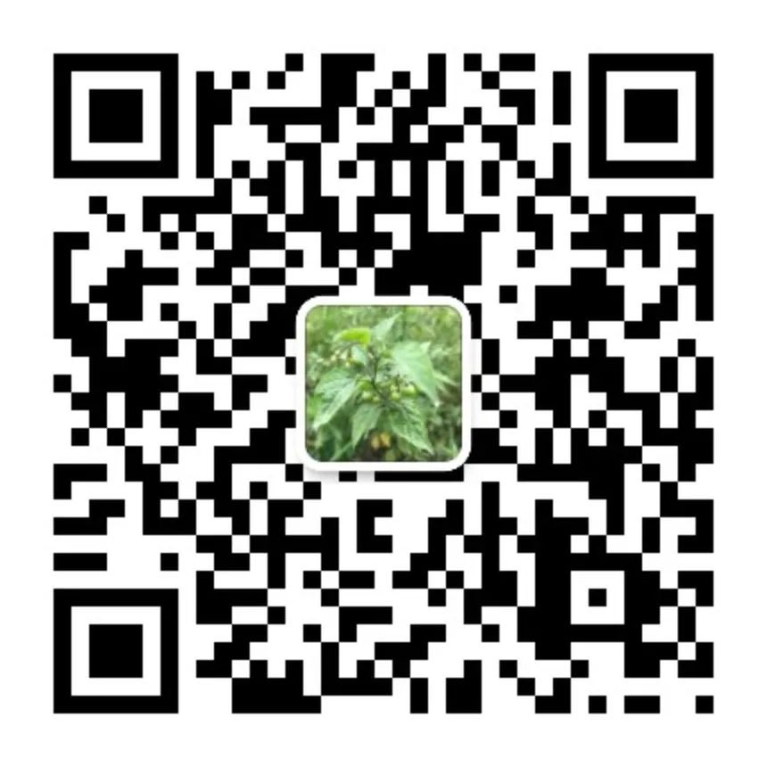 An Ancient Formula: Cang Zhu Bai Hu Wan!