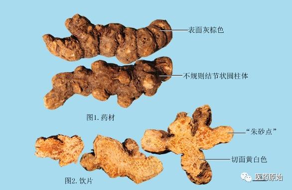 Identifying Atractylodes