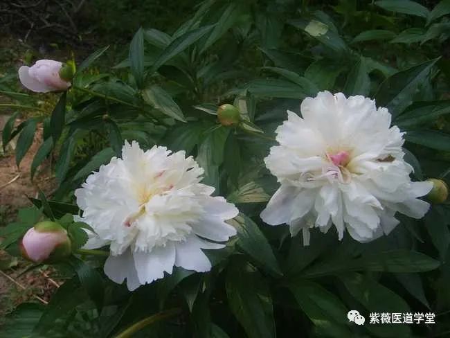 Guide to the Use of Bai Shao (White Peony)
