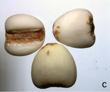 Premium Chinese Medicine | Coix Seed