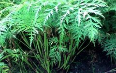 Chuanxiong: A Comprehensive Overview of Its Properties and Applications in TCM