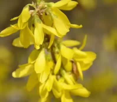 What is Lian Qiao and What are its Effects and Functions?
