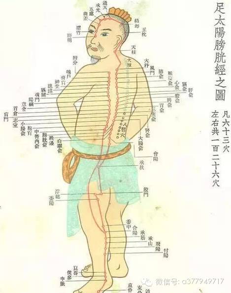 The Channels, Collaterals, Sinews, and Skin Areas in Traditional Chinese Medicine