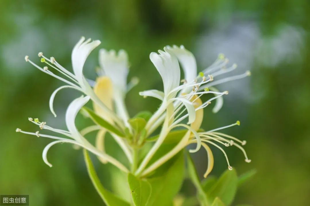 15 Classic and Practical Herbal Combinations for Clearing Heat and Detoxifying