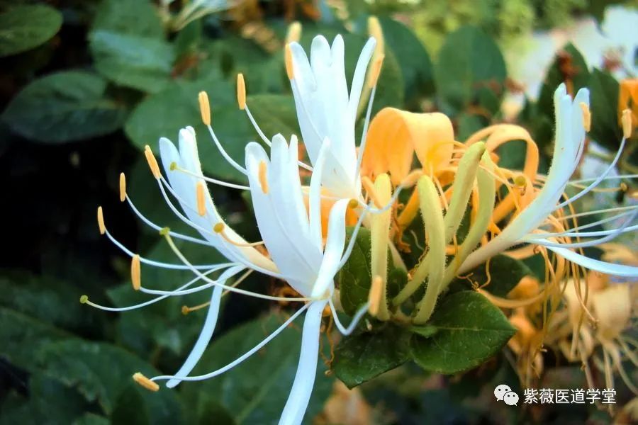 Guide to the Use of Honeysuckle (Jin Yin Hua)