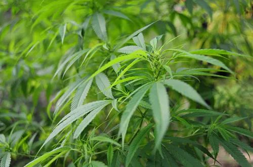The Efficacy and Functions of Huoma Ren: Blood Deficiency and Fluid Deficiency, Dry Intestines and Constipation