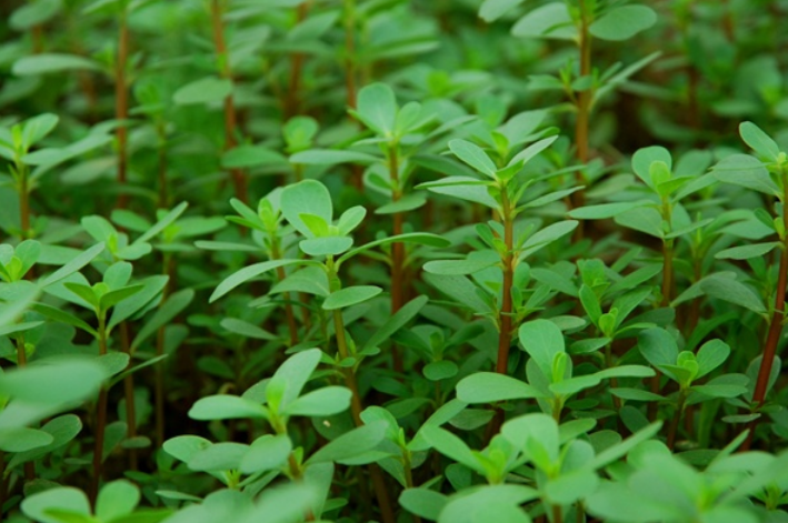 14 Folk Remedies for Eliminating Dampness: Strengthening the Spleen and Removing Dampness