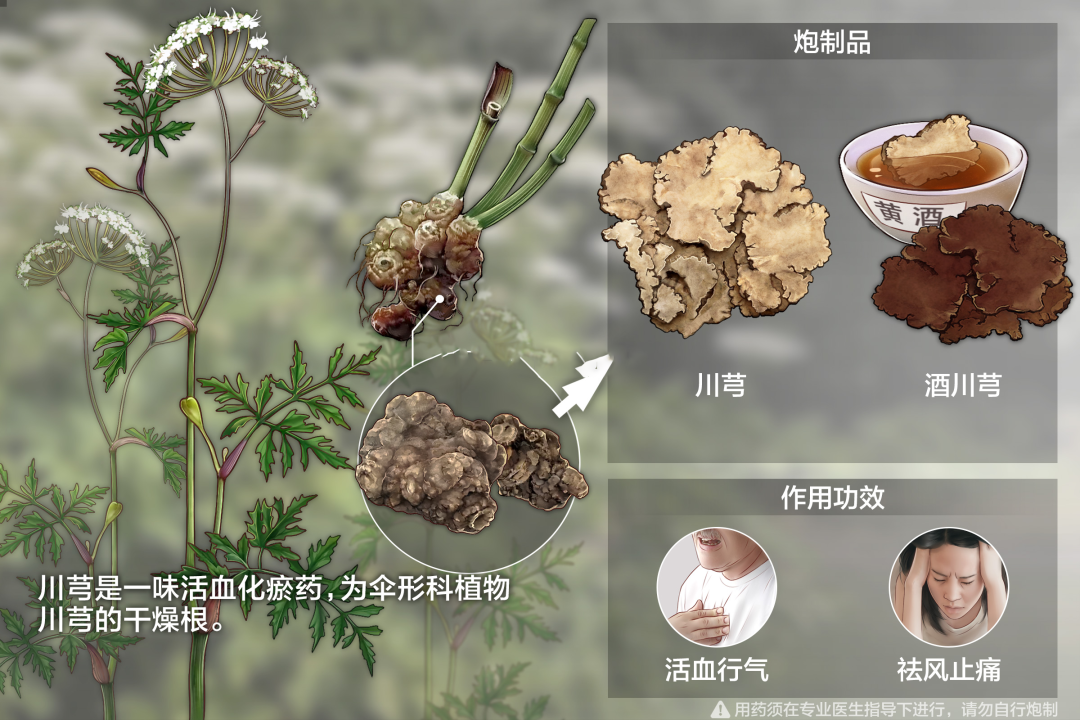 Daily Herb Insight: Promoting Blood Circulation, Dispelling Wind, and Alleviating Pain