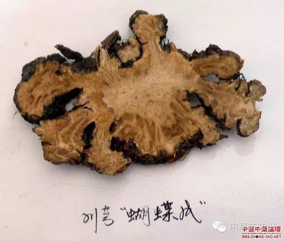 Chuanxiong (Ligusticum chuanxiong) - A Comprehensive Overview