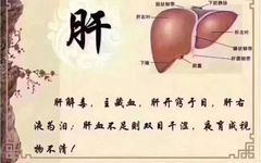 The Interconnectedness of the Five Organs: When the Liver Thrives, All Will Flourish!