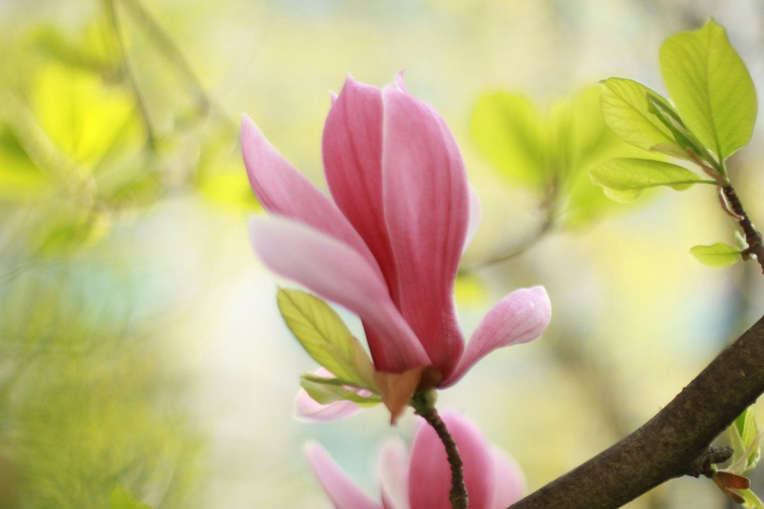 10 Gua Sha Techniques to Relieve Discomfort and Improve Spring Yang Fire Using a Spoon