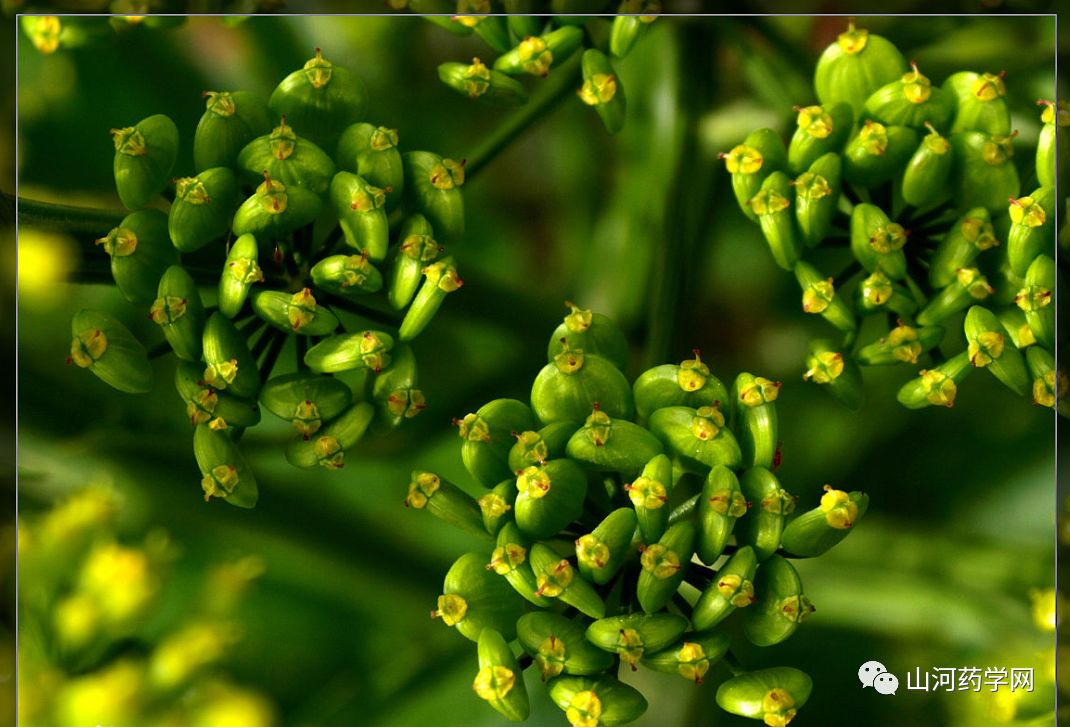 Traditional Chinese Medicine: Chuanxiong (Ligusticum Chuanxiong)