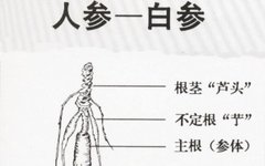 How to Distinguish Genuine from Fake Ginseng