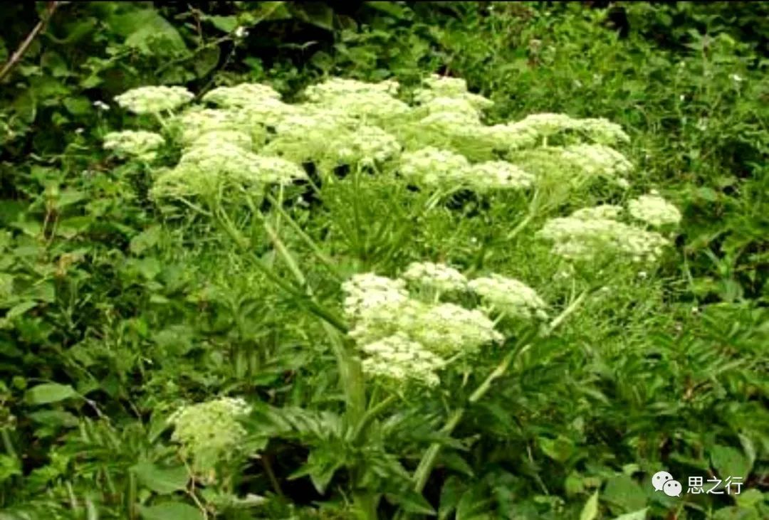 The Efficacy and Functions of Angelica Sinensis: Nourishing Blood, Activating Circulation, Strengthening the Heart, Preventing Thrombosis, Promoting Bowel Movement, and Enhancing Immunity