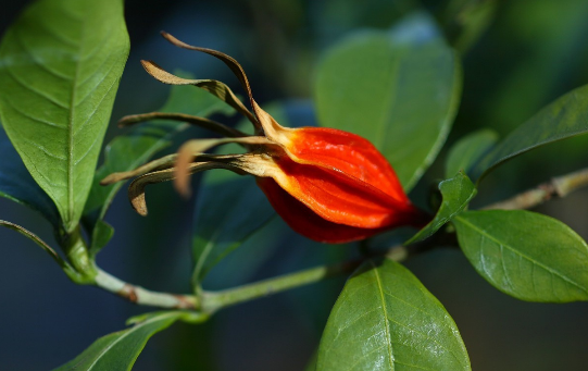 9 Types of Heat-Clearing and Detoxifying Chinese Herbs