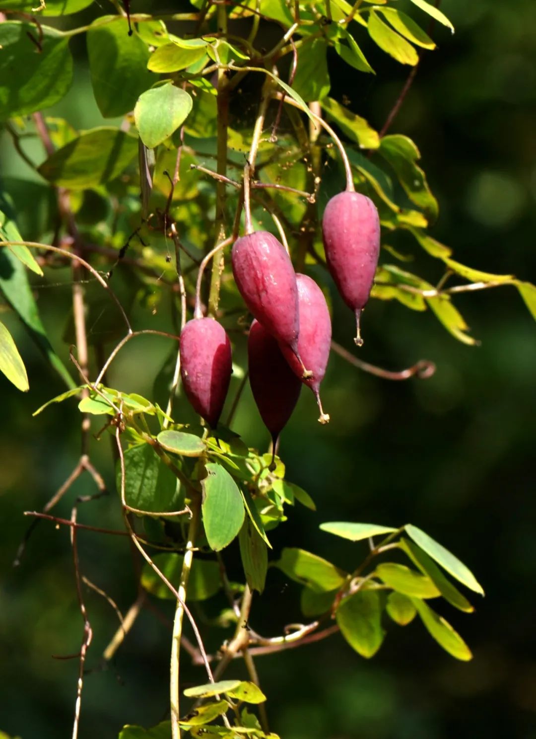 Understanding the Compendium of Materia Medica