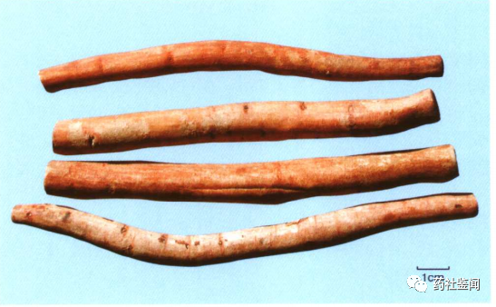 Traditional Chinese Medicine Herb - Bai Shao (White Peony Root)