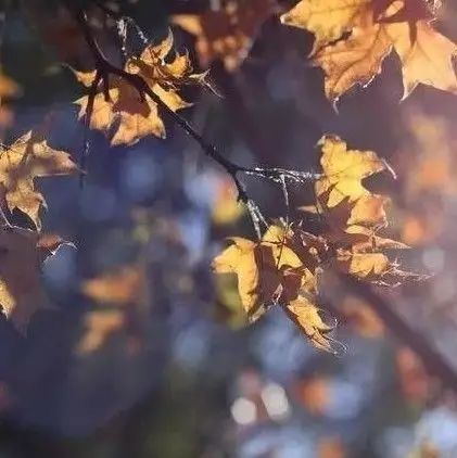Attention Individuals with Yin Deficiency: Don't Miss the Best Season for Nourishing Yin!