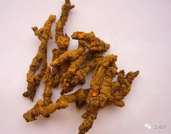 Huanglian - A Heat-Clearing and Damp-Drying Herb