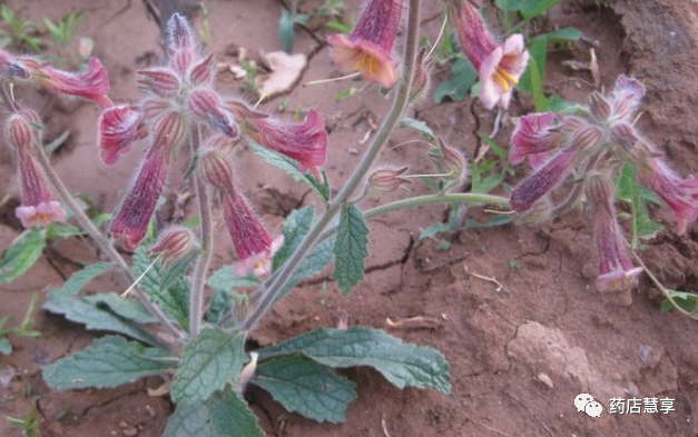 Understanding Shudi (Rehmannia Glutinosa) in Traditional Chinese Medicine