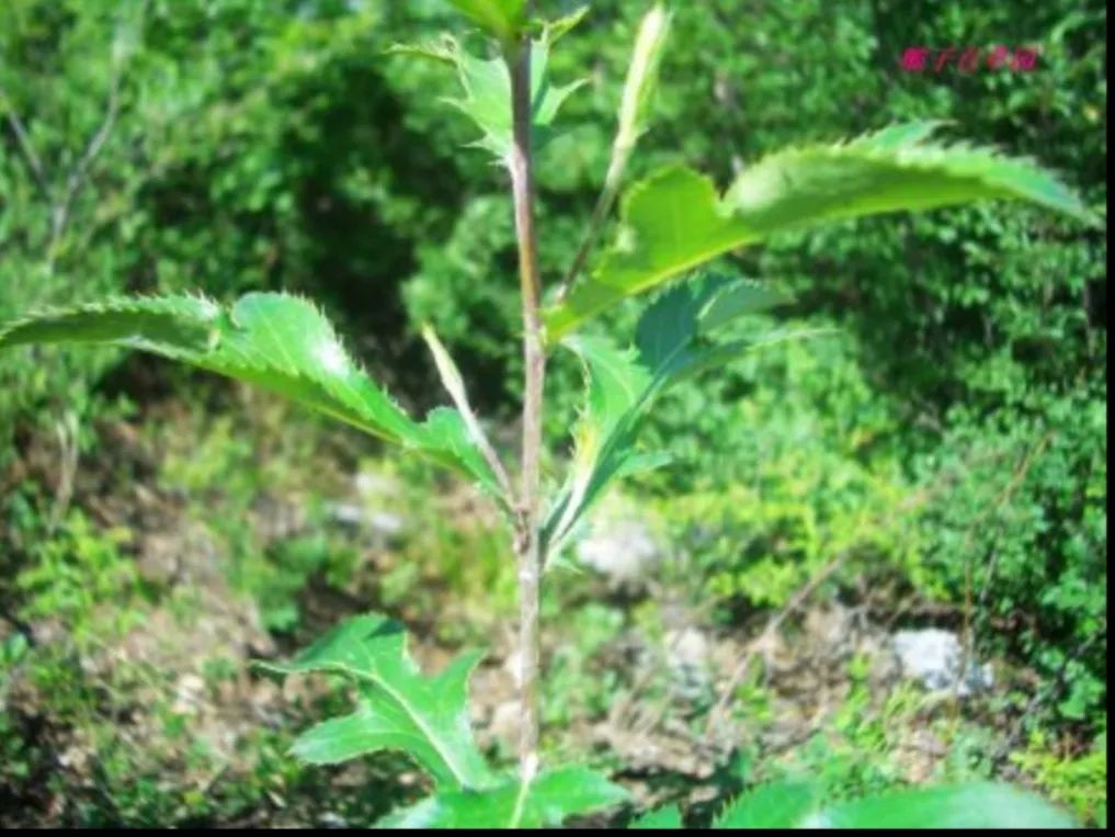 Daily Herb 182: Atractylodes - The Sacred Herb for Drying Dampness and Strengthening the Spleen