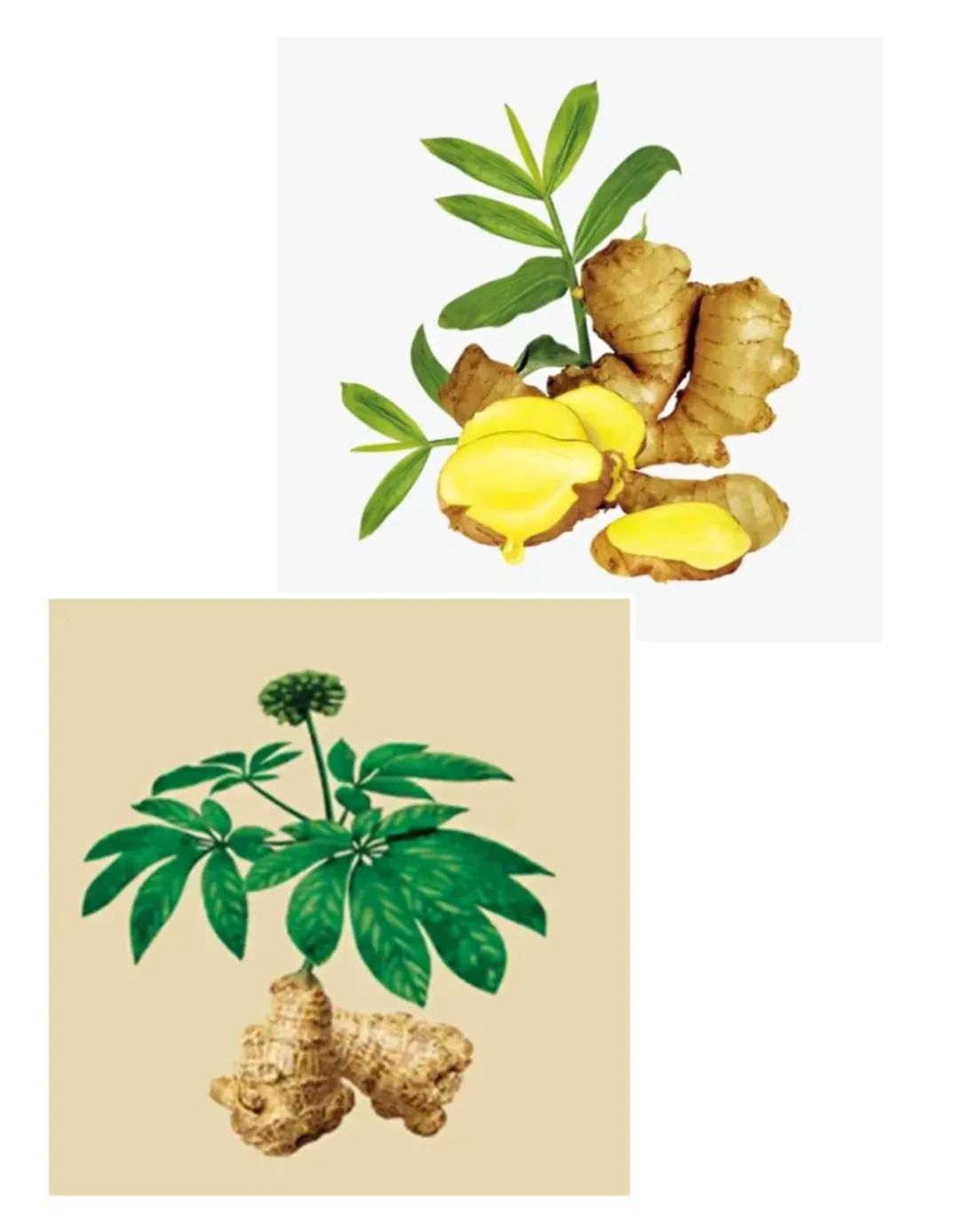 The Differences Between Fresh Ginger (Sheng Jiang) and Dried Ginger (Gan Jiang): How to Choose the Right One for You?
