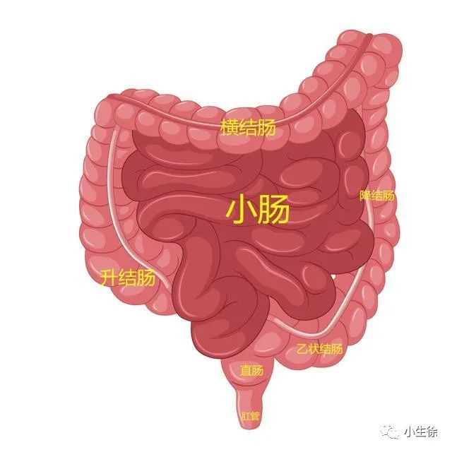 The Six Fu Organs: Gallbladder, Stomach, Small Intestine, Large Intestine, Bladder, and San Jiao