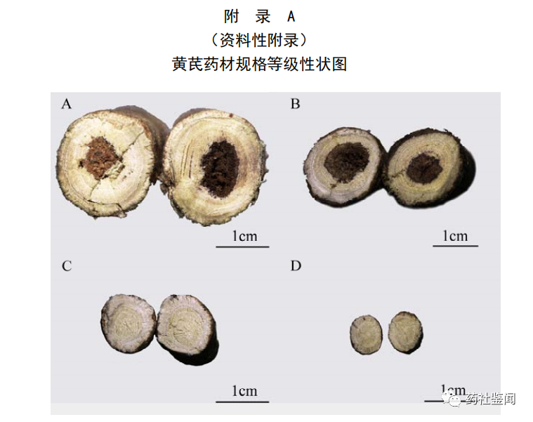 Traditional Chinese Medicine - Huangqi (Astragalus Root)