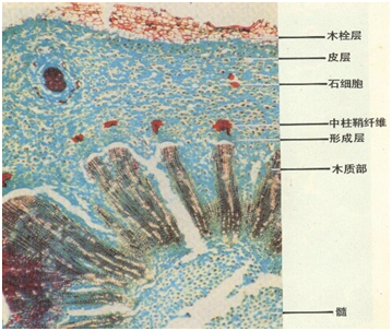 Traditional Chinese Medicine Series: Huang Lian (Coptis)