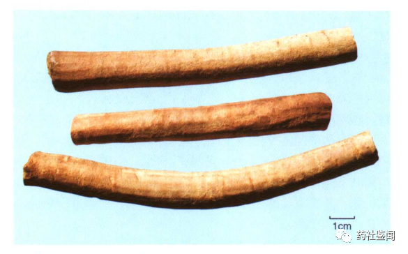 Traditional Chinese Medicine Herb - Bai Shao (White Peony Root)