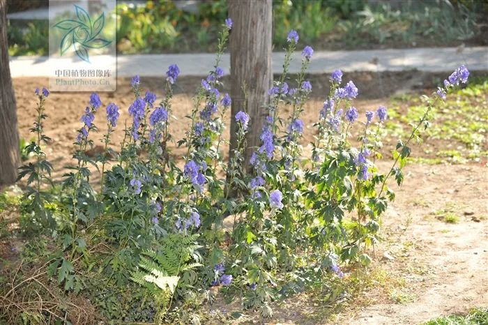 Bencao Wendui: Aconite and Processed Aconite
