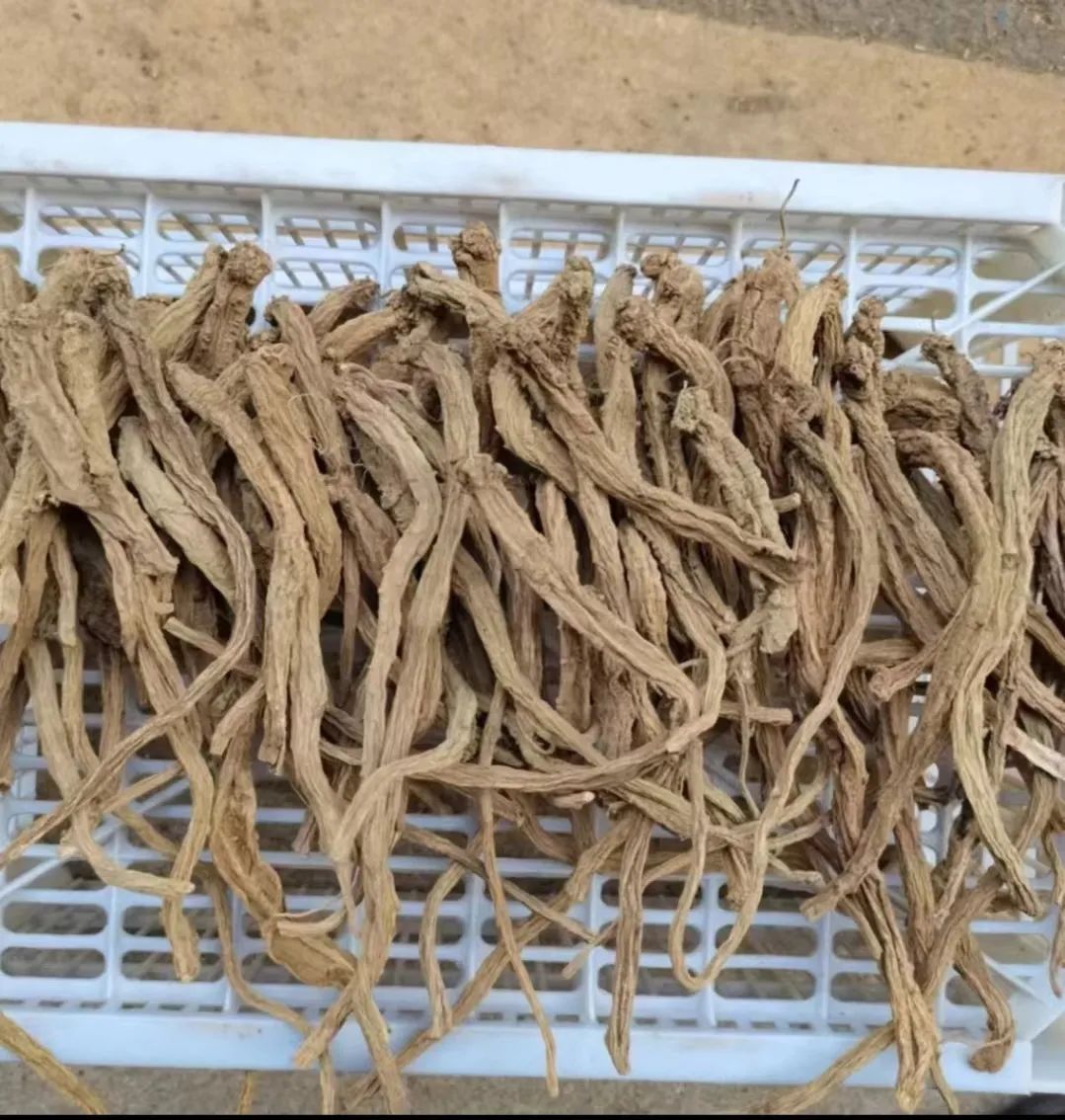 A Detailed Discussion on Dong Shen (Codonopsis pilosula): Uses and Identification