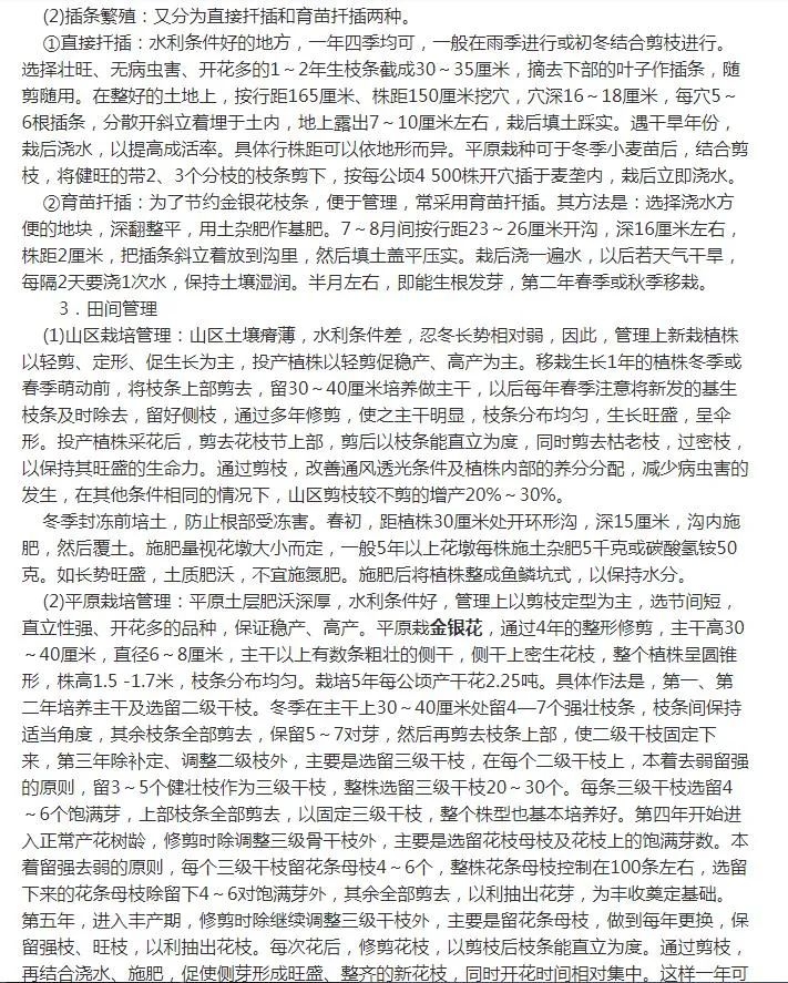 Cultivation and Care of Honeysuckle (Jin Yin Hua)