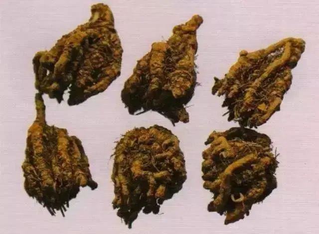 Coptis chinensis: A Comprehensive Overview of Its Characteristics, Habitat, and Medicinal Uses