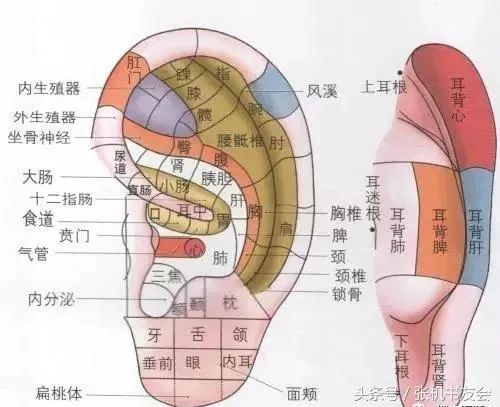 Facial Diagnosis, Eye Diagnosis, Nasal Diagnosis, Ear Diagnosis, Lip Diagnosis, Tongue Diagnosis, and Tooth Diagnosis: A Comprehensive Collection