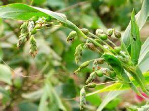 Job's Tears: The Supreme Medicine, Renowned as the "World's Best Rice"