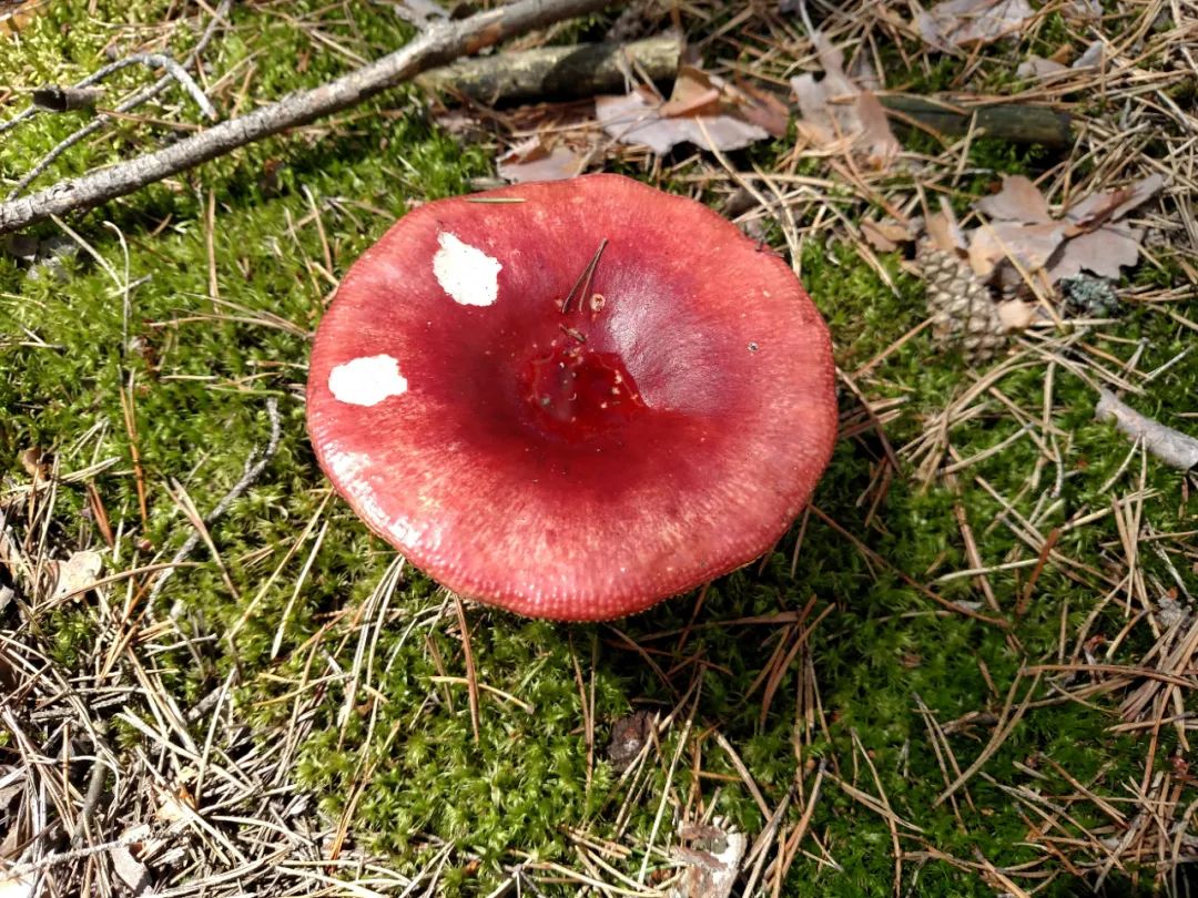 20 Vegetarian Foods for Blood Nourishment
