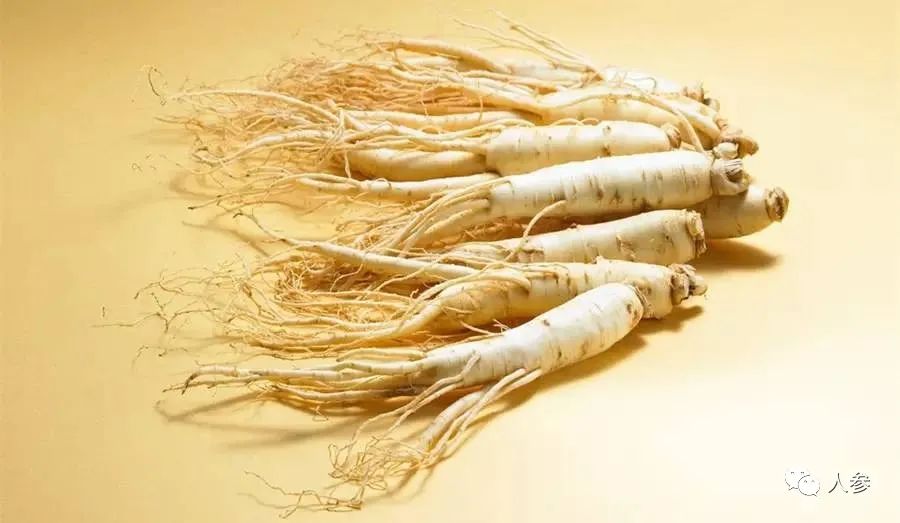 Ginseng: The Most Comprehensive and Fastest Qi Tonic