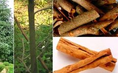 Cinnamon: Nourishing Fire and Assisting Yang, Returning Fire to the Source, Warming and Unblocking Meridians