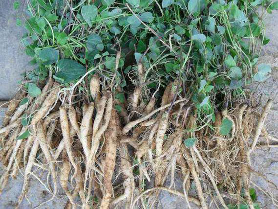 Understanding Codonopsis (Dang Shen) in Traditional Chinese Medicine