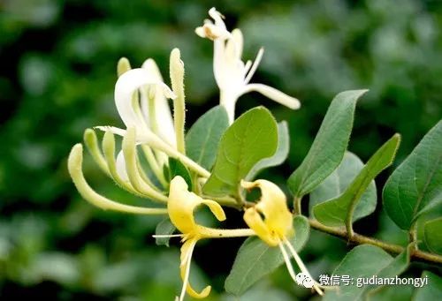 Honeysuckle: Clearing Heat and Detoxifying, Cooling Blood and Resolving Stasis, the Herb that Shines Like Gold and Silver!