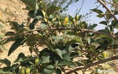 Weekly Herb: Lian Qiao (Forsythia)
