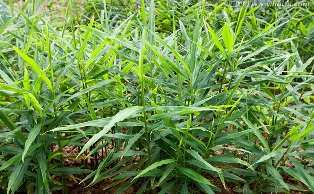 Identification of Dried Ginger (Gan Jiang)