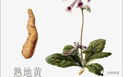 The Efficacy and Uses of Shudi Huang: A Guide to Nourishing Essence and Marrow with Dietary Recommendations and Precautions