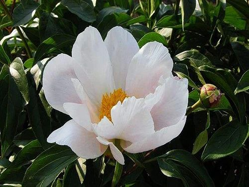 Bai Shao (White Peony) in Traditional Chinese Medicine