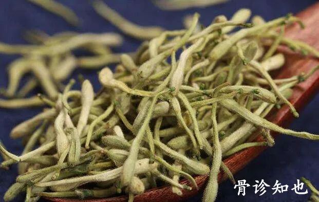 Daily Learning of Chinese Herbs - Honeysuckle