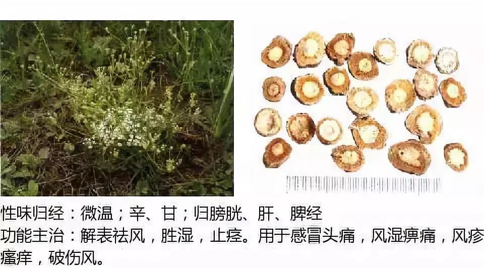 Illustrated Guide to Over 500 Chinese Medicinal Herbs (Including Therapeutic Effects)