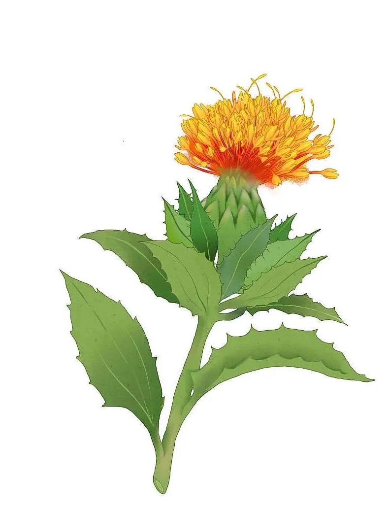 Traditional Chinese Medicine: The All-Purpose King of Blood Activation and Nourishment