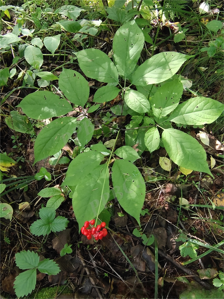 Weekly Herb | Ginseng